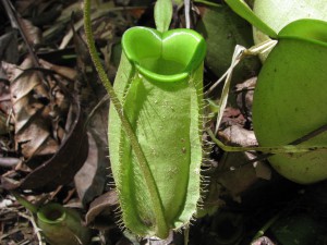 Pitcher_Plant_-_Nepenthes_-_-Monkey_Cup- Magnus Manske