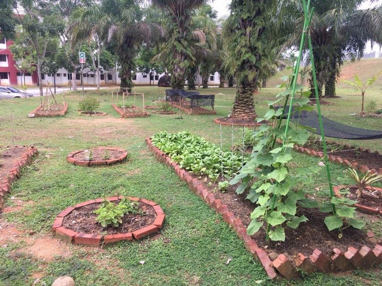 The UNM community garden before MCO