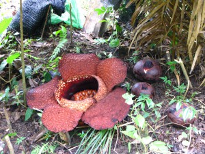 Rafflesia_arnoldii_and_buds Rahaelhui