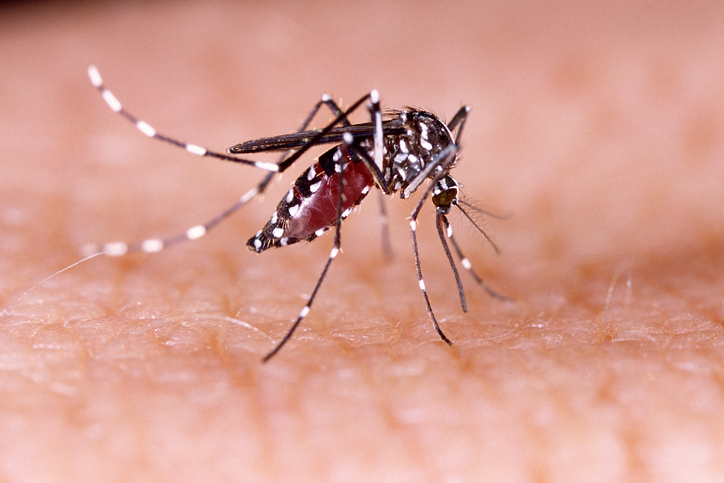 dengue mosquito