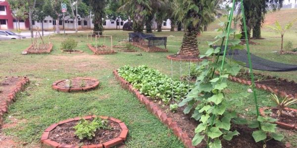 The UNM community garden before MCO